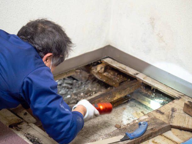 Best Localized Mold Remediation (e.g., coastal areas, humid climates) in El Rio, CA