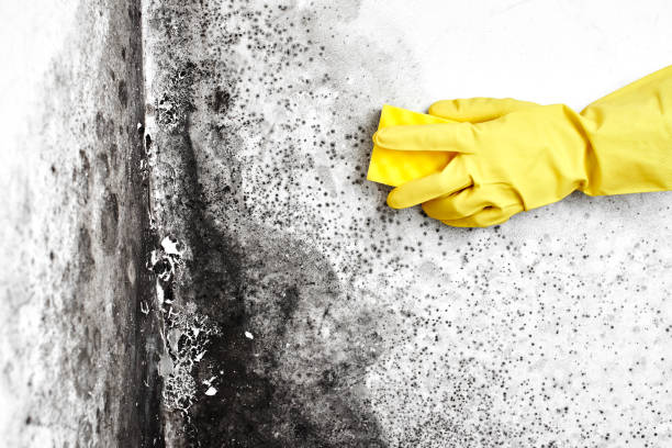 Best Residential Mold Remediation in El Rio, CA
