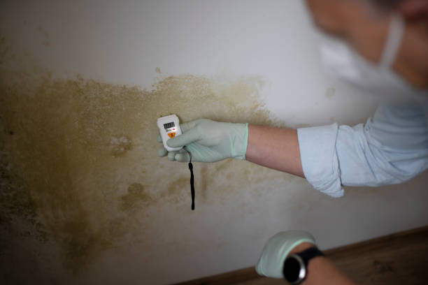 Best Basement Mold Remediation in El Rio, CA