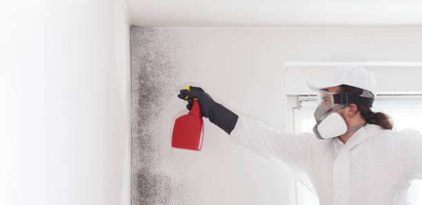 Best Attic Mold Remediation in El Rio, CA