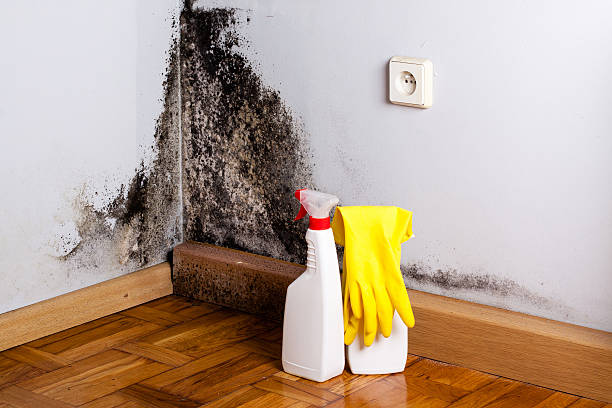 Best Localized Mold Remediation (e.g., coastal areas, humid climates) in El Rio, CA