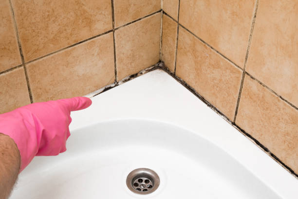 Best Post-Flood Mold Remediation in El Rio, CA